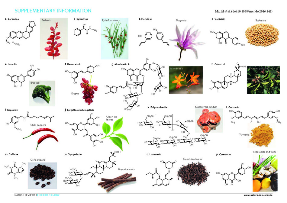 楊定一博士 研究團隊榮獲 Nature Reviews Endocrinology 當期封面主題報導