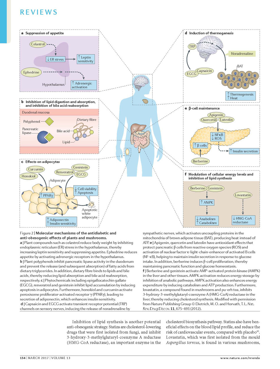 楊定一博士 研究團隊榮獲 Nature Reviews Endocrinology 當期封面主題報導