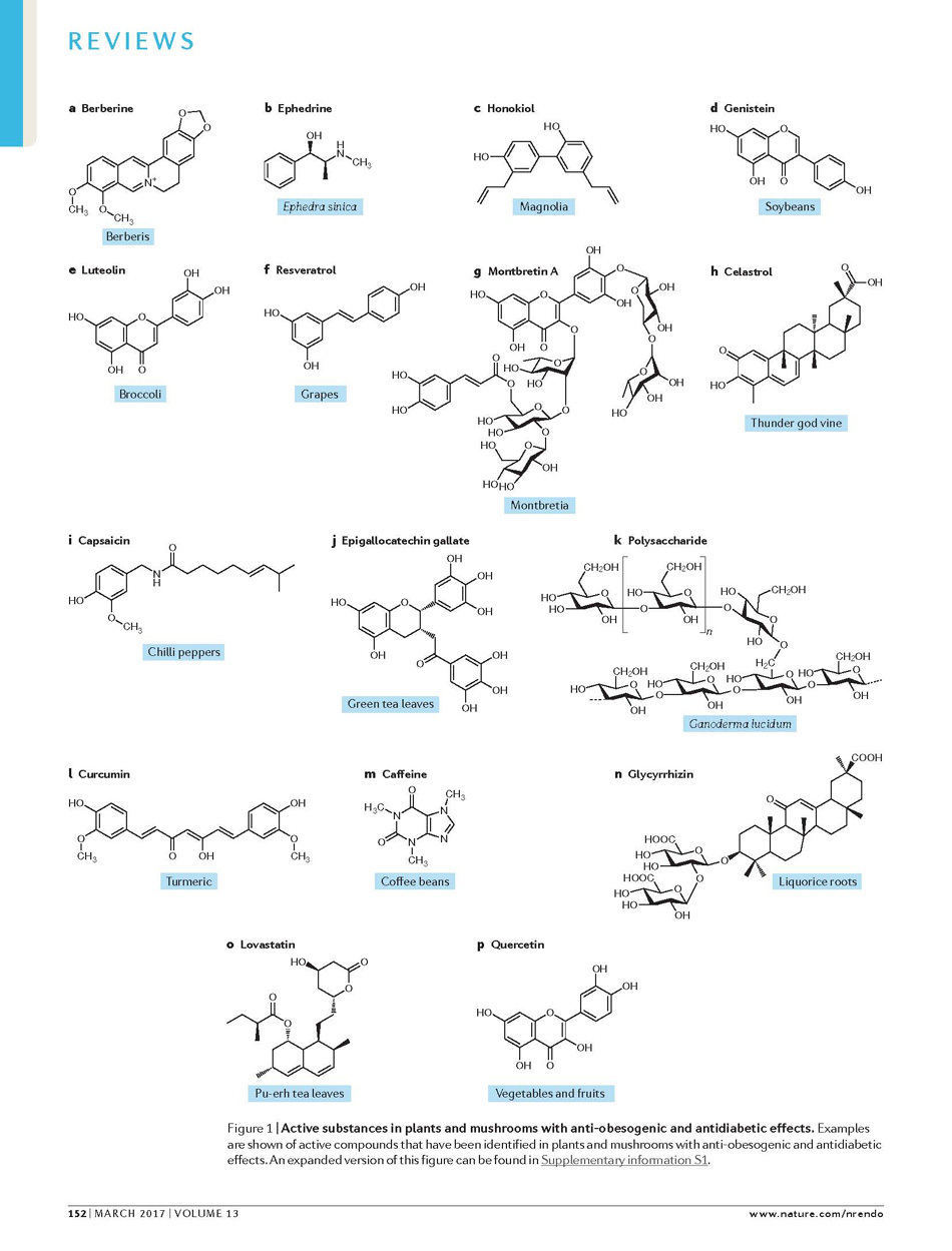 楊定一博士 研究團隊榮獲 Nature Reviews Endocrinology 當期封面主題報導